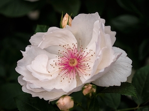 Spinosissima 'Jacqueline du Pré'